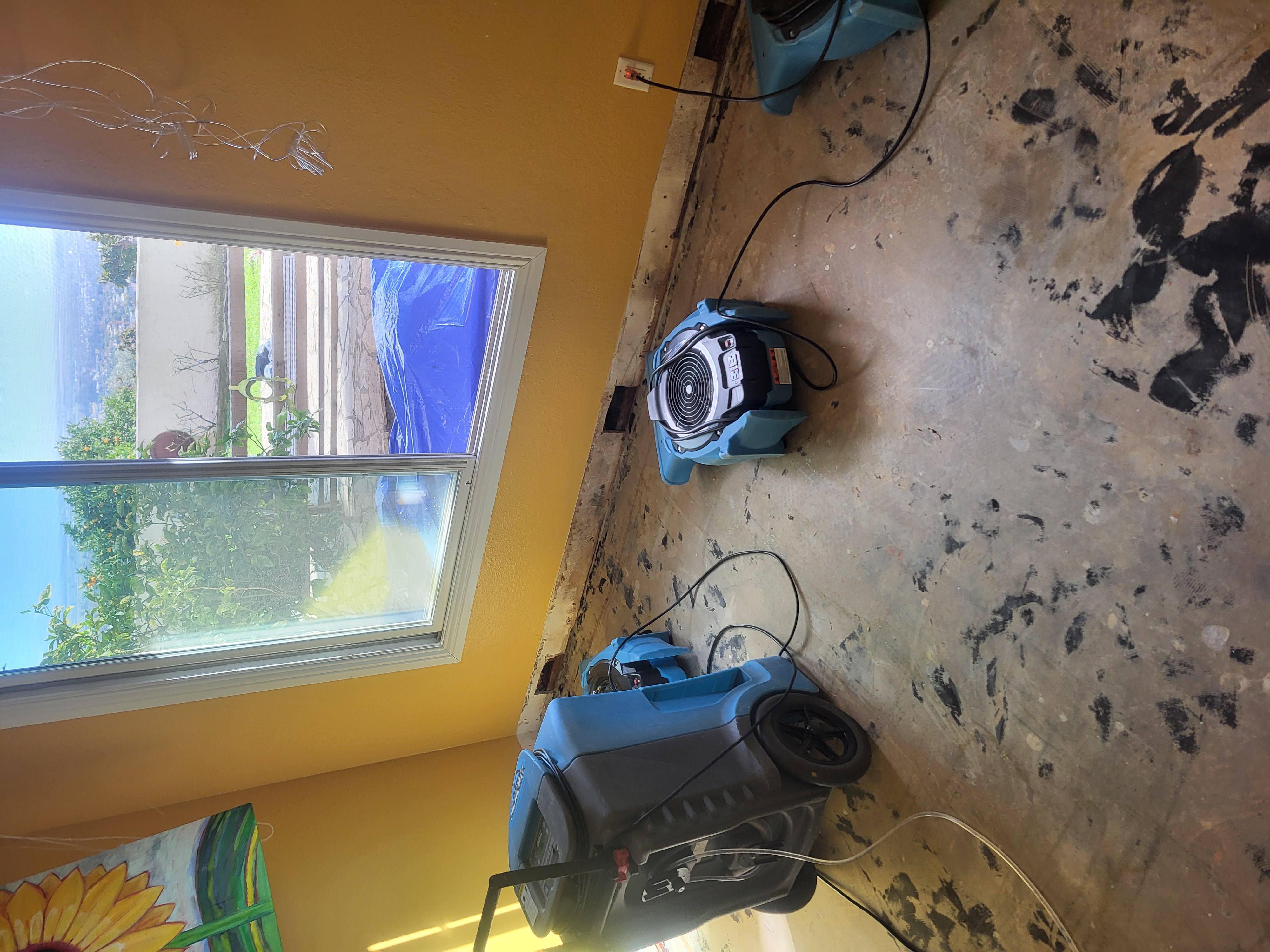 Water damage restoration with dehumidifiers and air movers on concrete subfloor